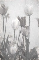 Tulips III Fine Art Print