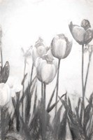 Tulips IV Fine Art Print