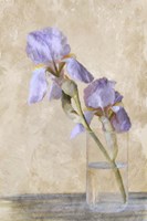 Blue Iris Stem Fine Art Print