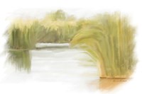 Marshy Wetlands II Fine Art Print