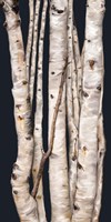 Birch Tree I Fine Art Print