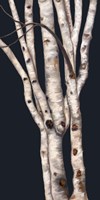 Birch Tree II Fine Art Print