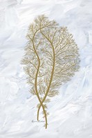 Feathery Sea Fern II Framed Print