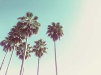 Palms Against The Evening Sky Fine Art Print