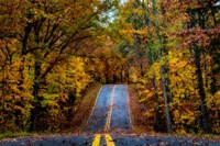 Woodland Road I Fine Art Print