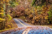 Woodland Road II Fine Art Print