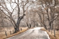 Late Afternoon Walk Fine Art Print