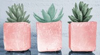 Pink Potted Succulents Fine Art Print