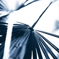 Among Blue Palms II Fine Art Print