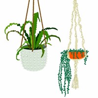 Hanging Plant Duo Fine Art Print