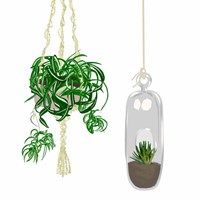 Hanging Plant Set II Fine Art Print