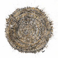 Mysterious Tree Ring Fine Art Print