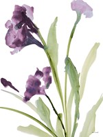 Purple Belles I Fine Art Print