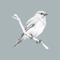 Bird Study on Blue I Fine Art Print