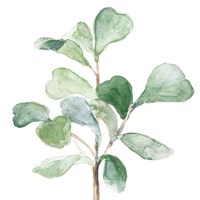 Fiddle Fig Leaf Plant I Fine Art Print