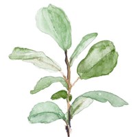 Fiddle Fig Leaf Plant II Fine Art Print