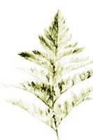 Single Branch I Fine Art Print