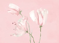 Pink Floral Dreams I Fine Art Print