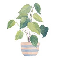 Mother-In-Law Plant In Striped Pot Fine Art Print