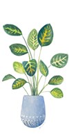 Croton In Blue Pot Fine Art Print