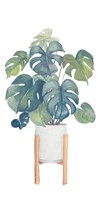 Monstera Deliciosa Fine Art Print