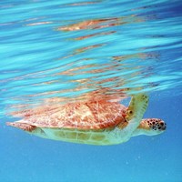 Underwater Depths I Fine Art Print