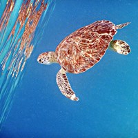 Underwater Depths II Fine Art Print