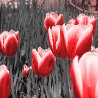Red Tulips I Fine Art Print