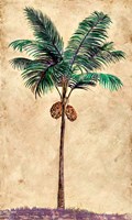 Coconut Tribal Palm II Fine Art Print