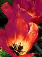 Romantic Tulips I Fine Art Print