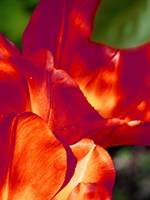 Romantic Tulips II Fine Art Print