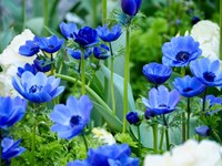 Vibrant Blue Hues Fine Art Print