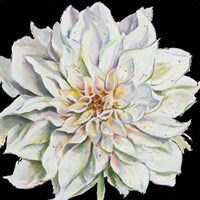 Dahlia On Black Fine Art Print