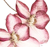 Rouge Plum Flowers II Fine Art Print