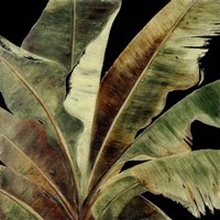 Uraba Palm on Black I Fine Art Print