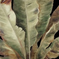 Uraba Palm on Black II Framed Print