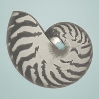 Noir Shell on Teal I Fine Art Print