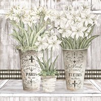 Amaryllis Multi Pots Fine Art Print