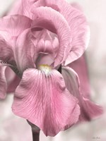 Pink Iris Fine Art Print