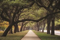 Alley of Live Oaks Fine Art Print
