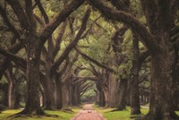 Lane of Oaks Fine Art Print