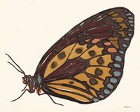 Papillon 5 Fine Art Print