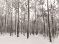 Let It Snow Forest Fine Art Print