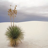 Botanic Dunes Fine Art Print