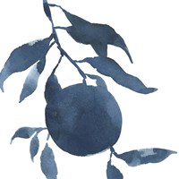 Indigo Oranges III Fine Art Print