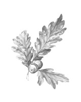 Oak Leaf Pencil Sketch I Framed Print