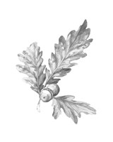 Oak Leaf Pencil Sketch I Fine Art Print