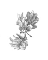 Oak Leaf Pencil Sketch II Fine Art Print