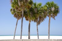 Coastal Palms I Fine Art Print