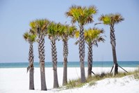 Coastal Palms II Fine Art Print